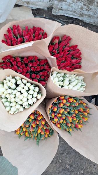 Тюльпаны оптом розница