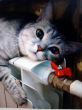 Мастер плюс