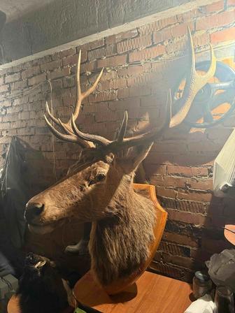 Чучело головы Оленя