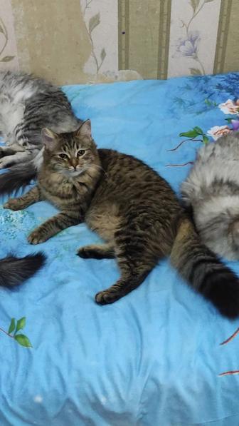 Котенок