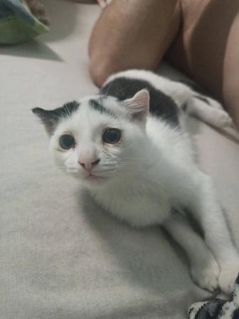 Срочно отдам котенка в любящие и заботливые руки
