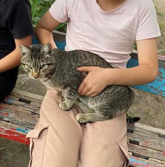 Кот
