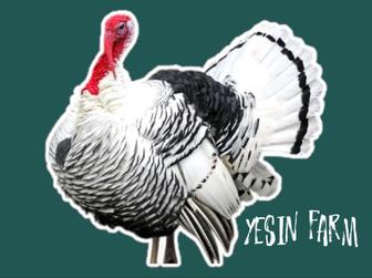 Инкубационные яйца северо кавказских индюков для вашего хозяйства