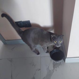 Продам кота