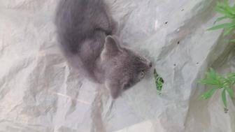 Дарю котенка