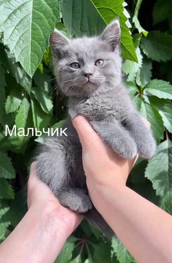Отдаем породистых котят в добрые руки