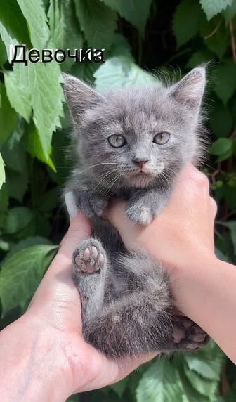 Отдаем породистых котят в добрые руки