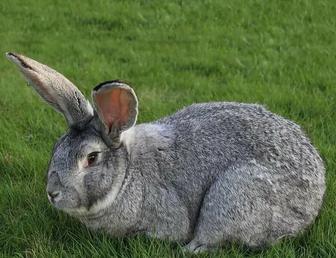 Продам кроликов