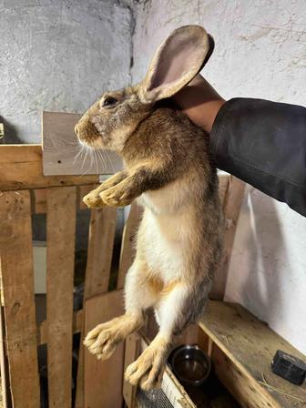 Продам кроликов