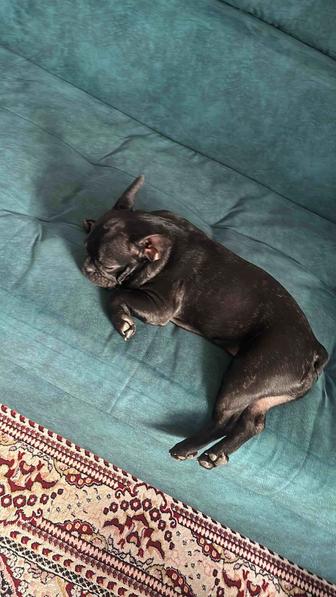 Продам Французского Бульдога