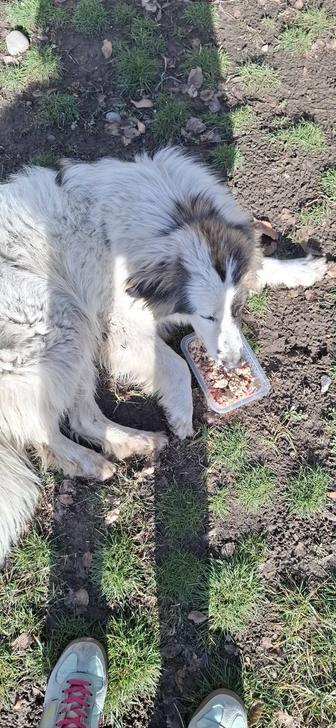 Собака ищет дом