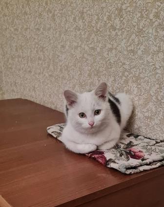 Отдам в добрые руки котенка девочку