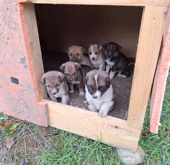 Отдам красивых щенков