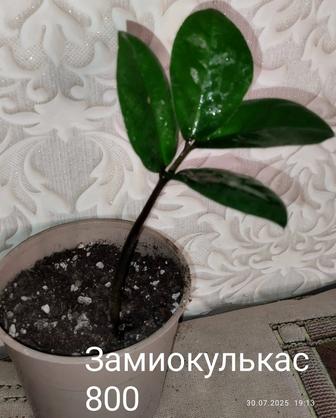 Комнатные цветы