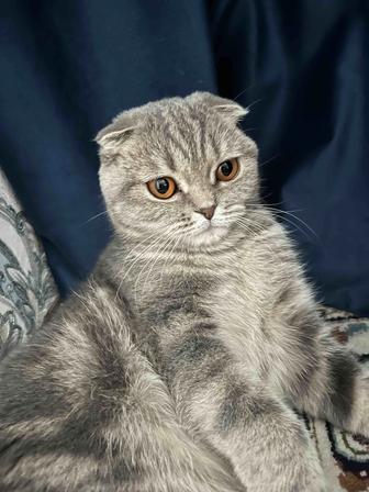 Кошки