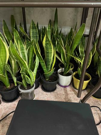 Растение Story Flowers абелия, сансевиерия