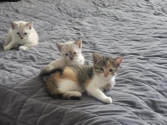 Отдаем котят