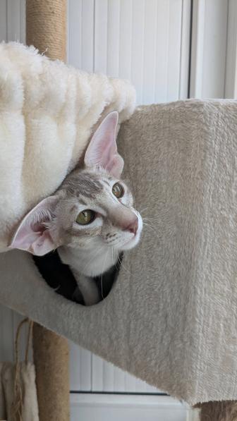 Ориентальная кошечка Уника