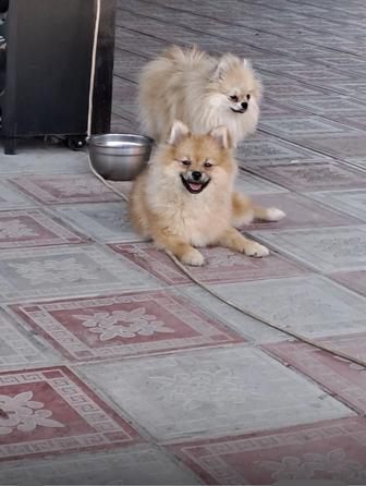 На бронь 2 щенка малого немецкого шпица