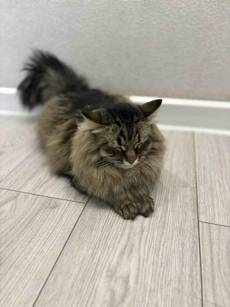 Отдам кота в хорошие руки!