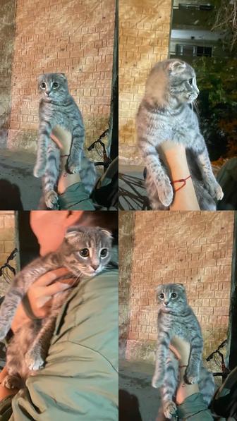 Кошки