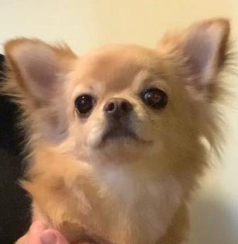 әдемі чихуахуа күшігі