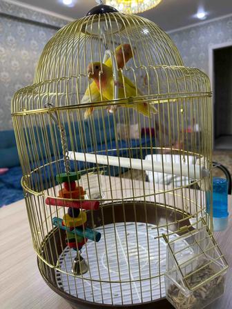 Продам неразлучников