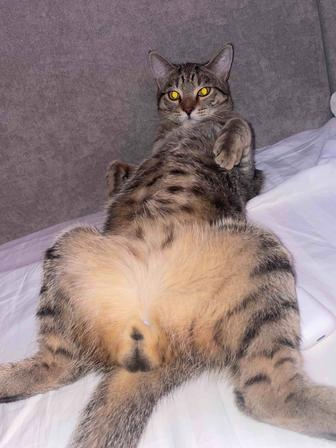 Отдам в добрые руки кота 10 месяцев