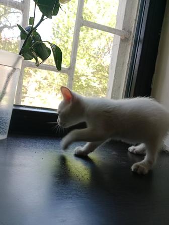 Котенок в добрые руки