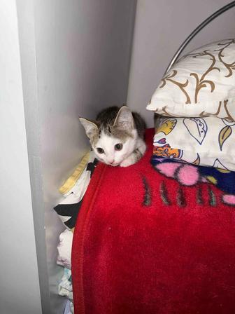 Котенок