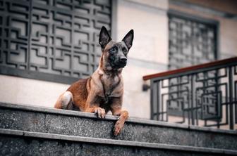 Энимал фотограф.