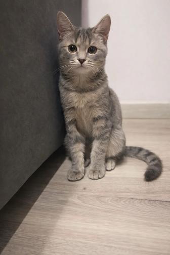 красивый котенок