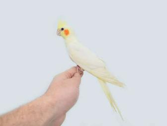 Продам попугая корелла