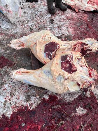 Мякоть без кости