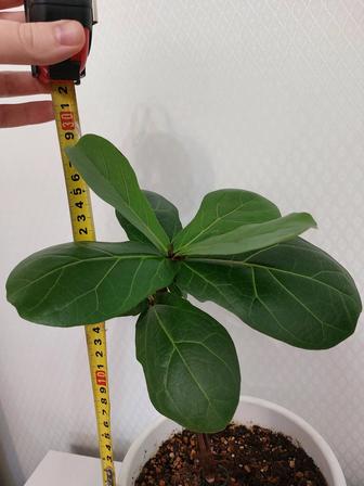 Продам фикус Лирата