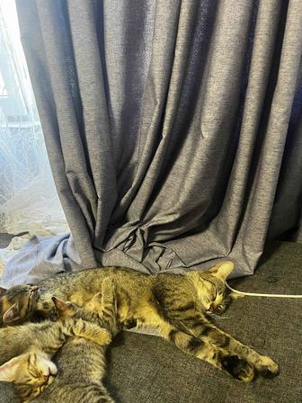 Отдам котят