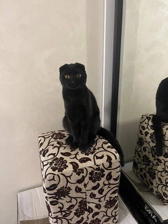 Продам веслоухого кота, связи с переездом