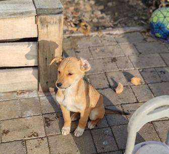 Отдам щенка мальчика