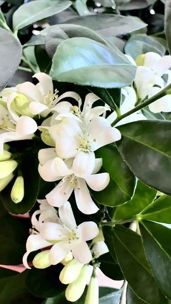 Мурайя (муррайя, японский жасмин)