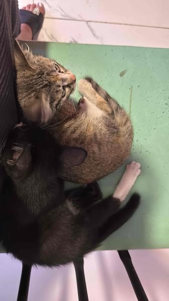 Котята ласковые в добрые руки