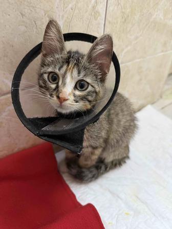 Котята ласковые в добрые руки