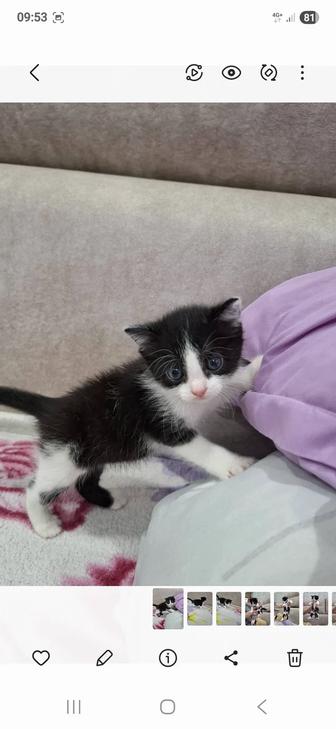 Котенок в самые добрые руки!!!