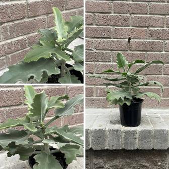 Каланхоэ бехарский