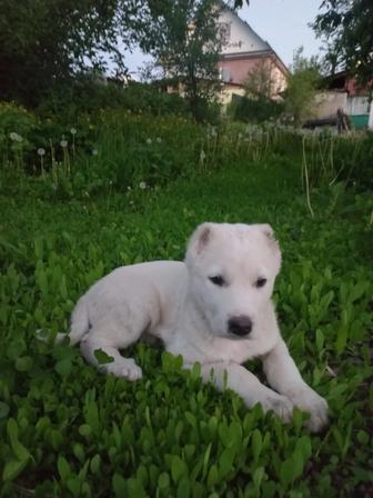 Щенок Тобет мальчик