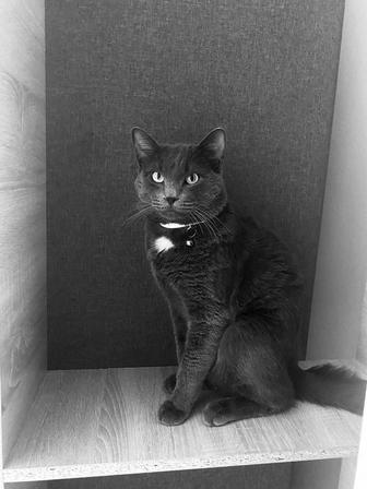 Отдам кота в хорошие руки