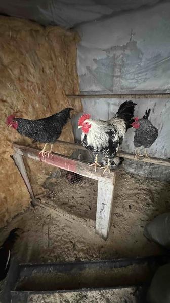 Қораз-Петух