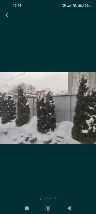 Туи Смарагд 2.5 м Свои, Алматинские (не привозные!)