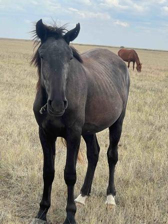 Байтал сатам срочно