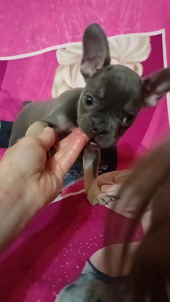 Щенки французского бульдога