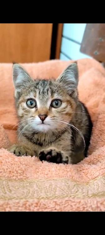 Котенок ищет дом!